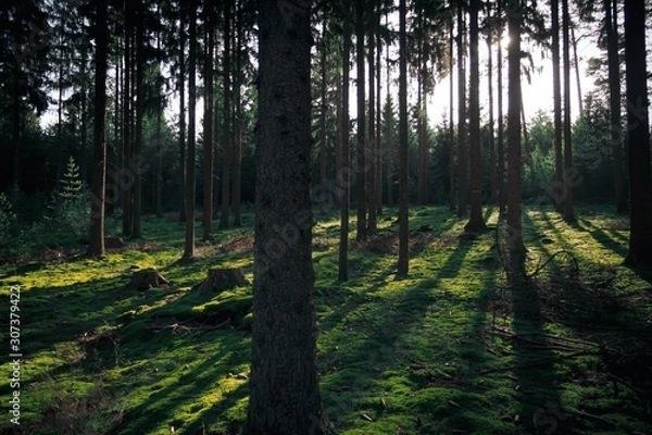 Obraz Wald Sonnenstarahlen