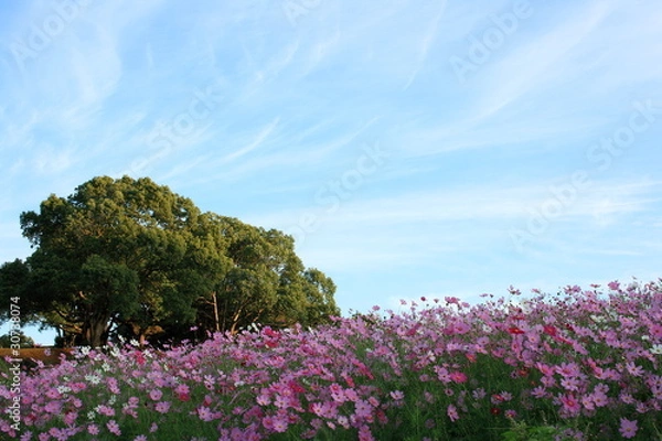 Fototapeta たくさんのコスモス