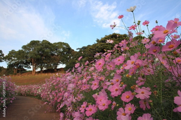 Fototapeta コスモスの小道