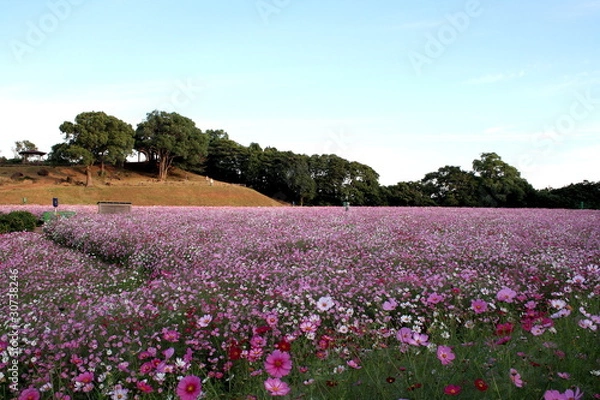Fototapeta 一面のコスモス
