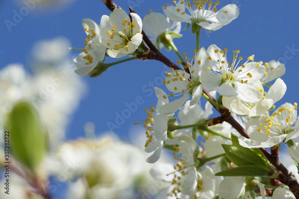 Fototapeta A branch with white flowers on a background of blue sky close-up. Plum blossom in spring. Beautiful floral background.