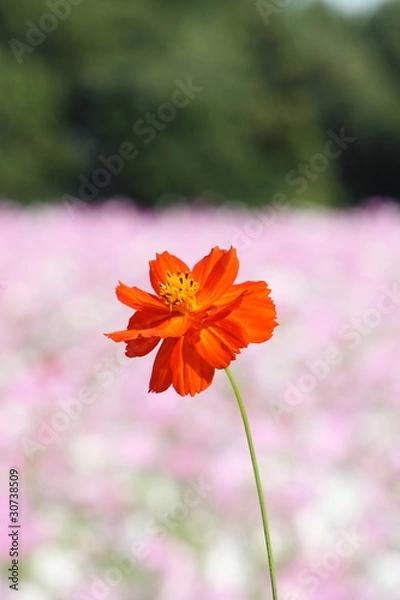 Fototapeta 主役のコスモス