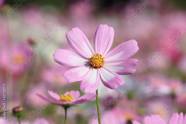 Fototapeta 一輪コスモス