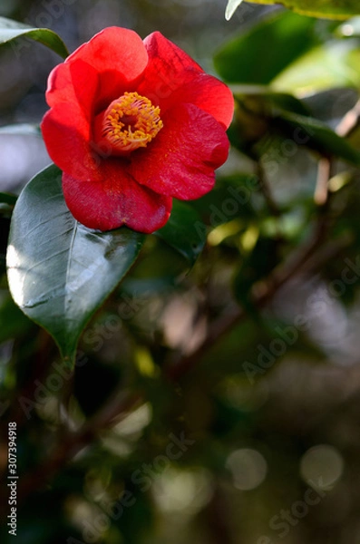 Fototapeta 椿の花