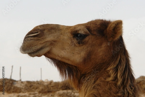 Fototapeta camel