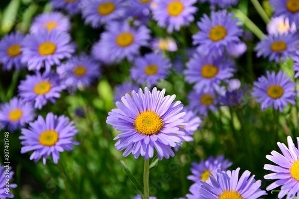 Fototapeta Purple Alpine asters in the garden enjoy the sun.