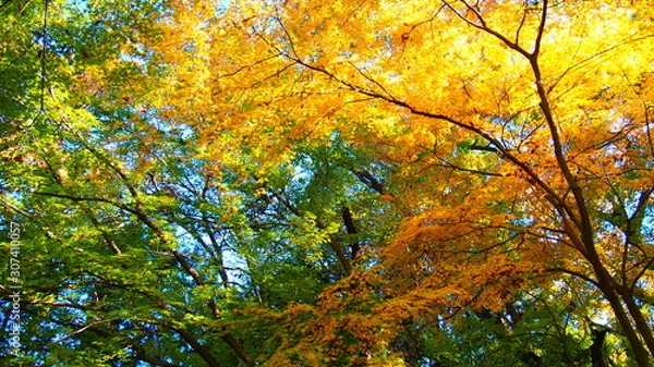 Fototapeta 紅葉の背景素材