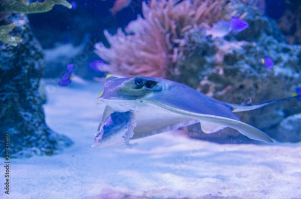 Obraz 餌を食べるエイ