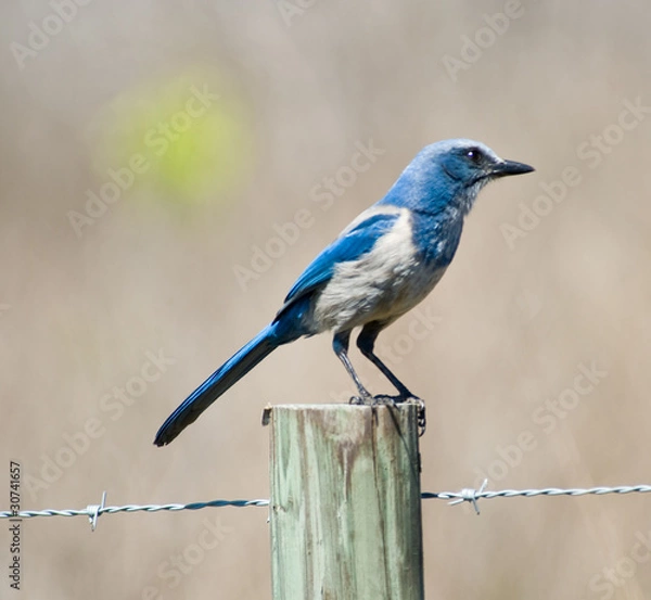Obraz Florida Scrub Jay