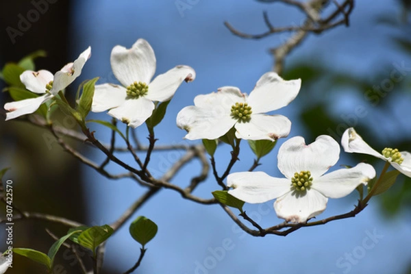 Obraz Dogwood Blossoms