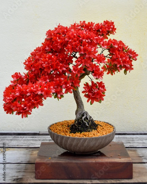 Obraz Red Bonsai Tree