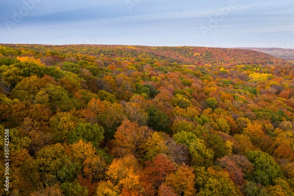 Fototapeta Aerial view of beautiful autumn colors forest
