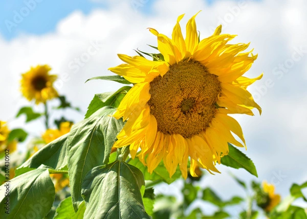 Obraz Sunflower on a Summer Day