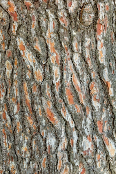 Fototapeta Pine tree bark close up