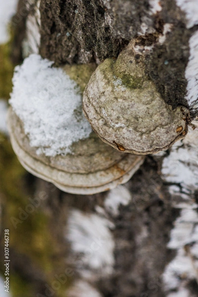 Fototapeta Inonotus obliquus, commonly known as chaga mushroom. It is parasitic on birch and other trees. raw materials for medicinal decoctions and teas. useful and natural food supplements.