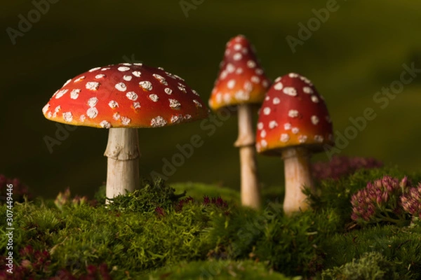 Obraz Trzy tło bajki muchomory