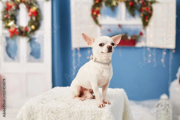 Fototapeta christmas dog