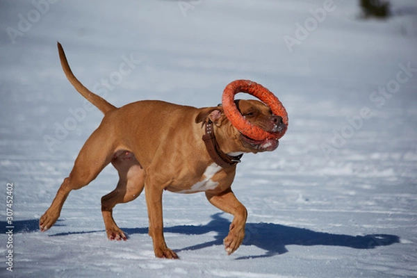 Fototapeta playing dog