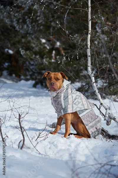 Fototapeta dog in wrap