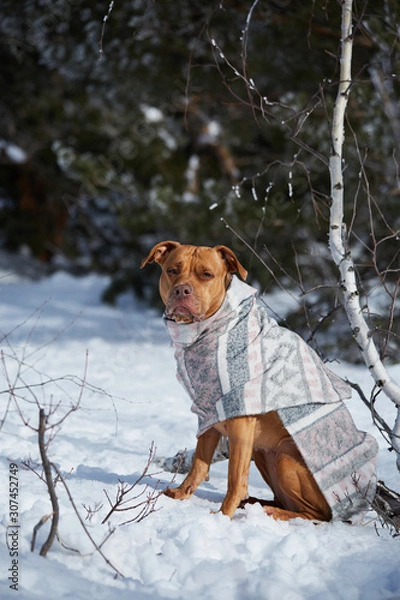 Fototapeta dog in wrap