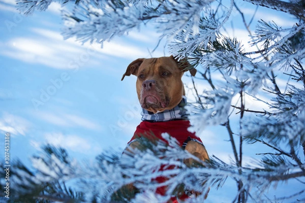 Obraz dog at the snow