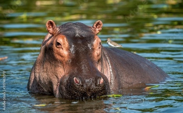 Obraz Wspólny hipopotam w wodzie. Wspólny hipopotam (Hippopotamus amphibius) lub hipopotam. Afryka