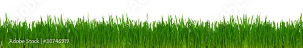 Obraz Wheat grass