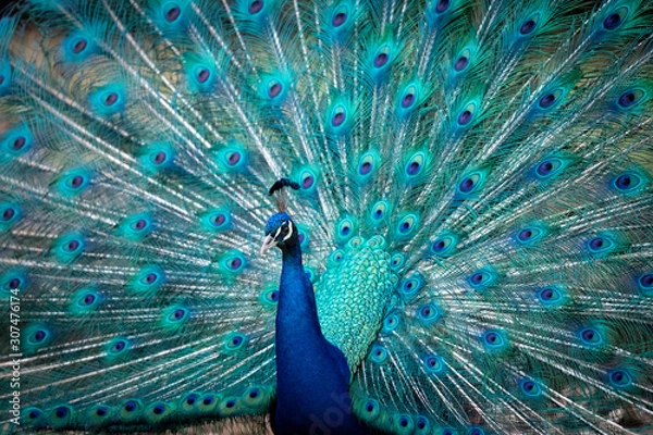 Obraz Blauer Pfau