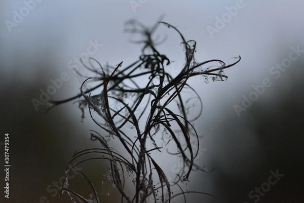 Obraz Pflanzen Close up