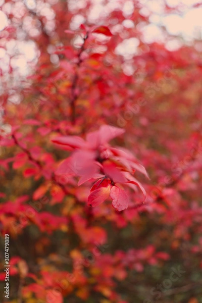 Obraz red autumn leaves