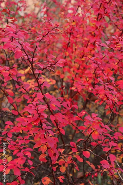 Obraz autumn leaves background