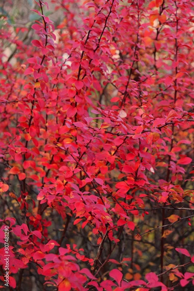 Obraz autumn leaves background