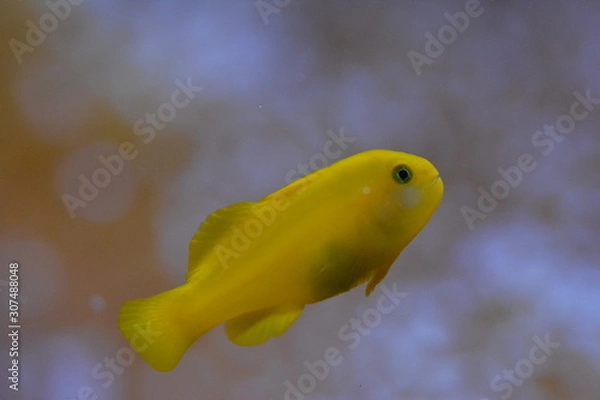 Obraz Unterwasserwelt