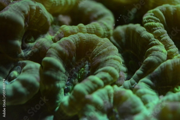 Obraz Unterwasserwelt