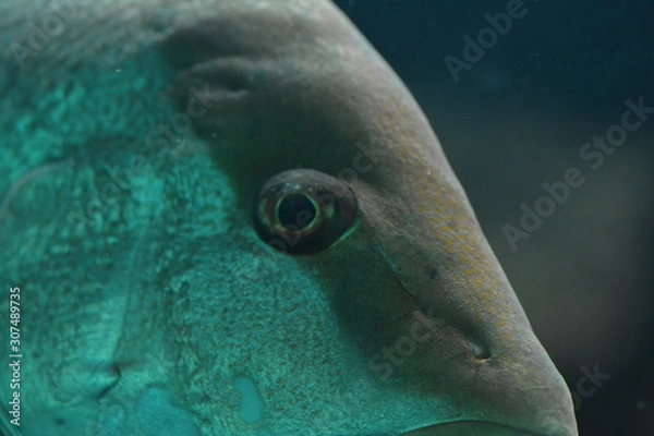 Obraz Unterwasserwelt