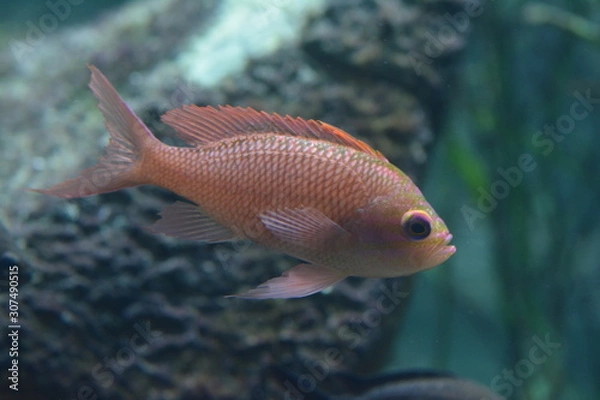 Obraz Unterwasserwelt