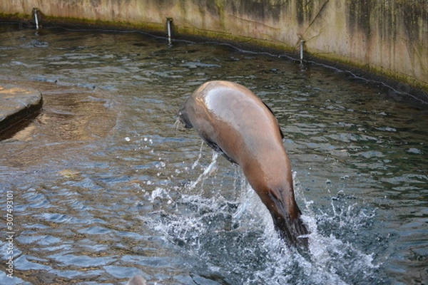 Obraz Springende Robbe