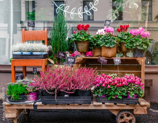 Fototapeta Street showcase with flowers. Flowers on a cart. Beautiful design of the store.