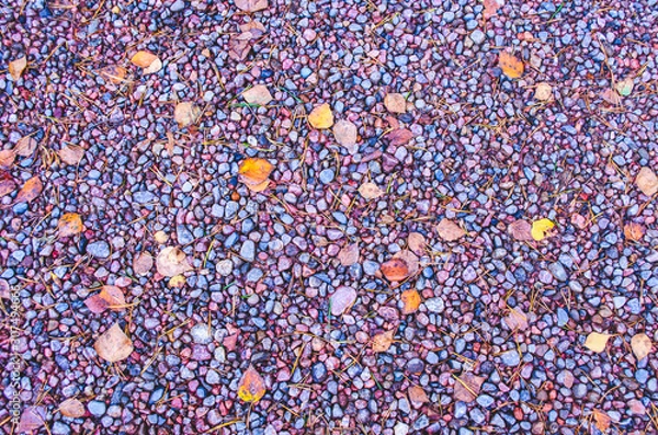 Fototapeta Pebbles. Autumn. The texture of the sandy autumn path. Background of red gravel with fallen leaves.