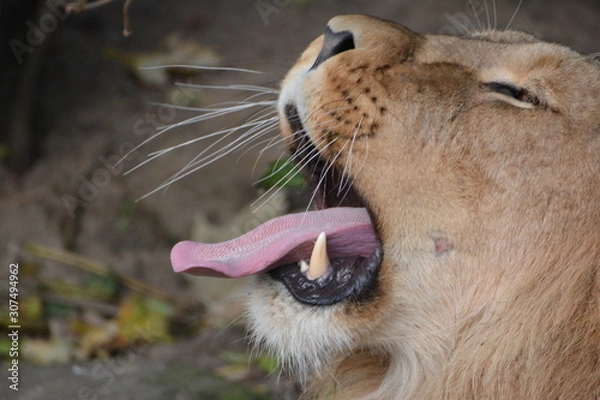 Obraz gähnender Löwe