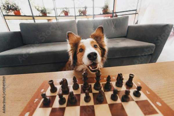 Obraz czerwony i biały pies border collie gra w szachy w pomieszczeniu