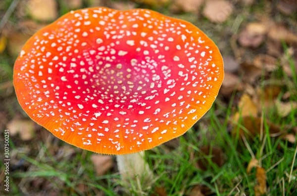Fototapeta close up of single big fly agaric (Amanita muscaria). Toxic mushroom with red and white dots. Top view.