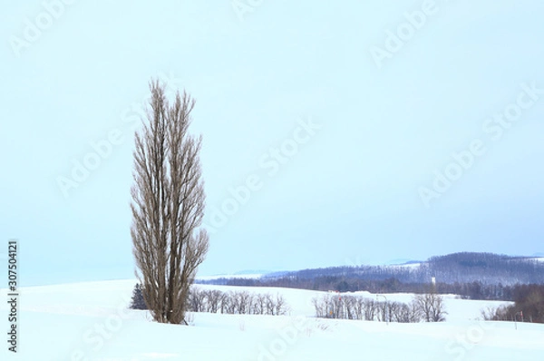 Fototapeta 北海道　冬のケンとメリーの木