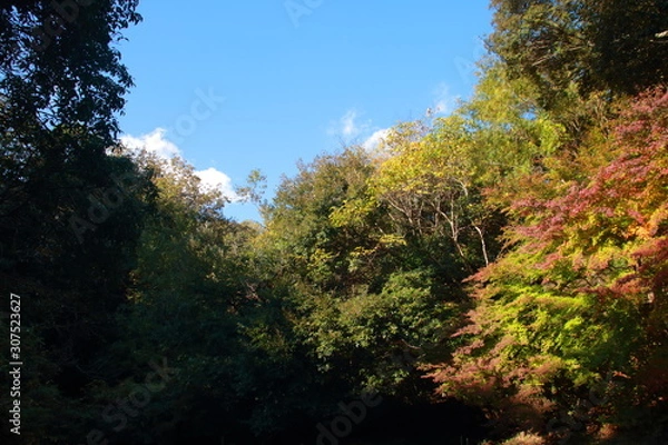 Fototapeta 深淵の幻想的な森と憂鬱