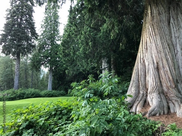 Obraz tree in forest