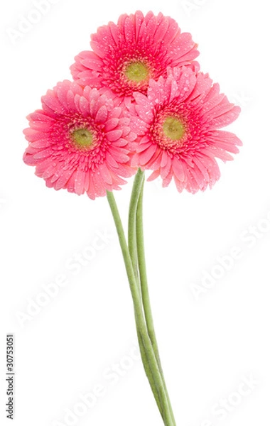 Obraz wet pink gerbera flowers