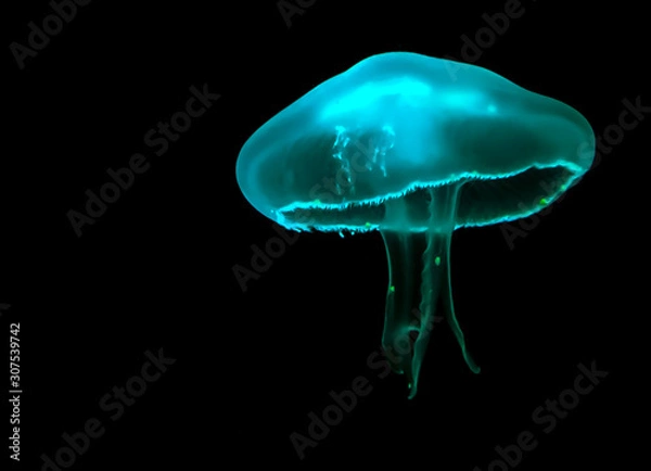 Fototapeta Teal Jellyfish