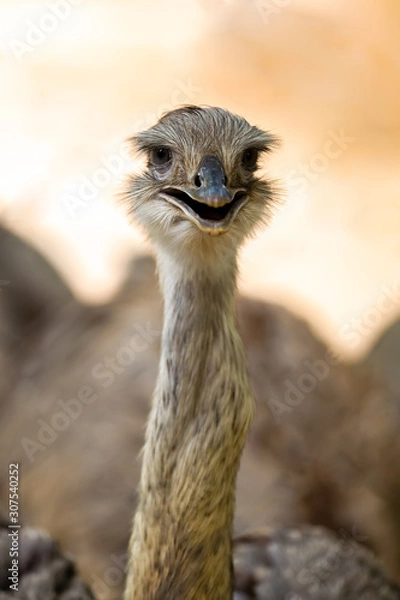 Fototapeta Ostrich