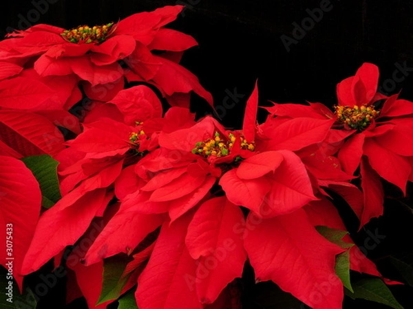 Obraz red pointsettia on black