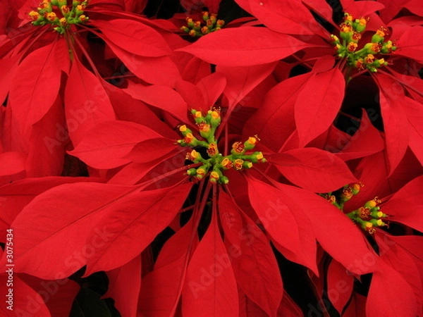 Obraz gorgeous pointsettia